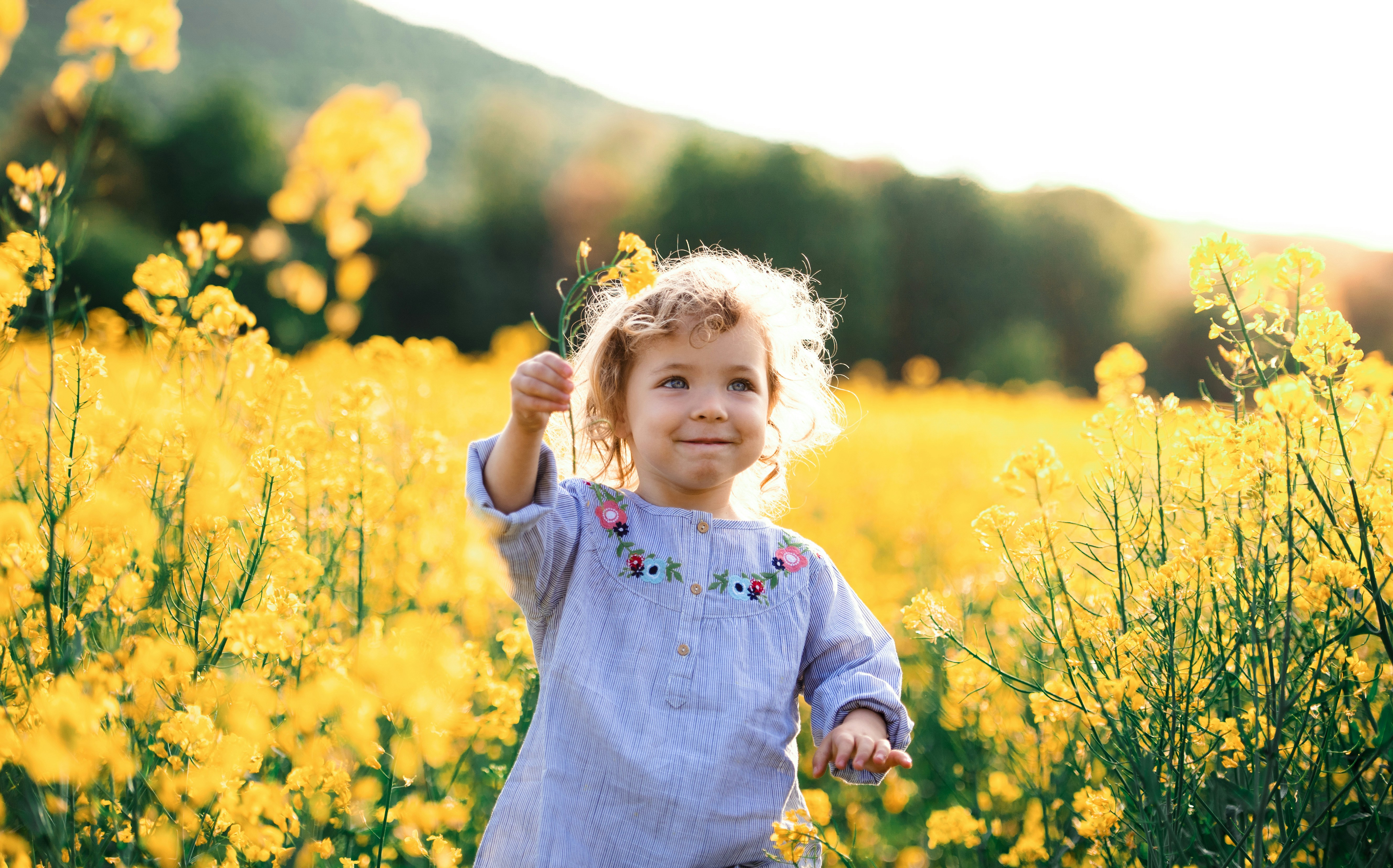A young toddler in a brightly lit field of yellow flowers, she is holding a flower in her hand