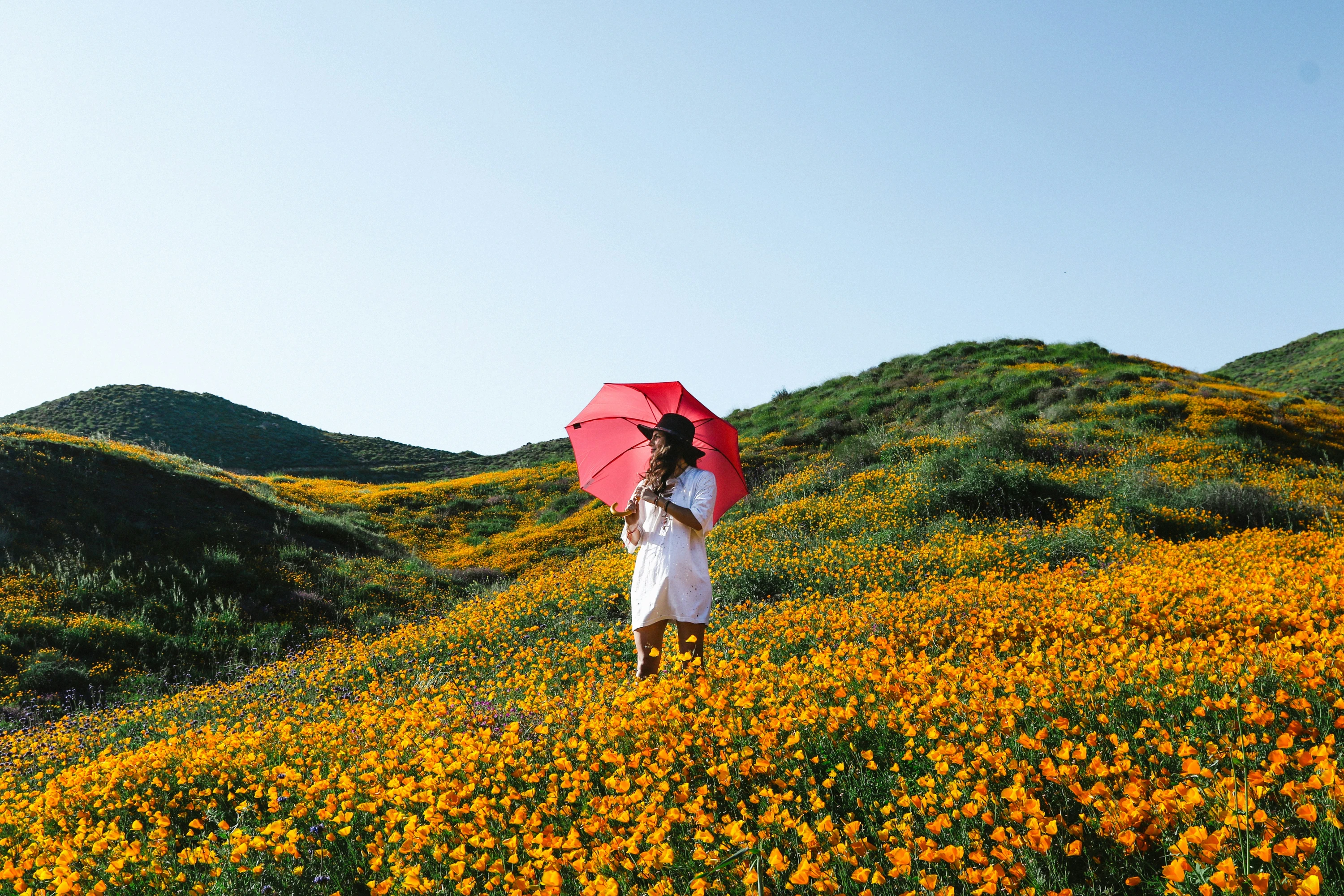 A woman holds a red umbrella on a sunny day for shade in a orange petaled field